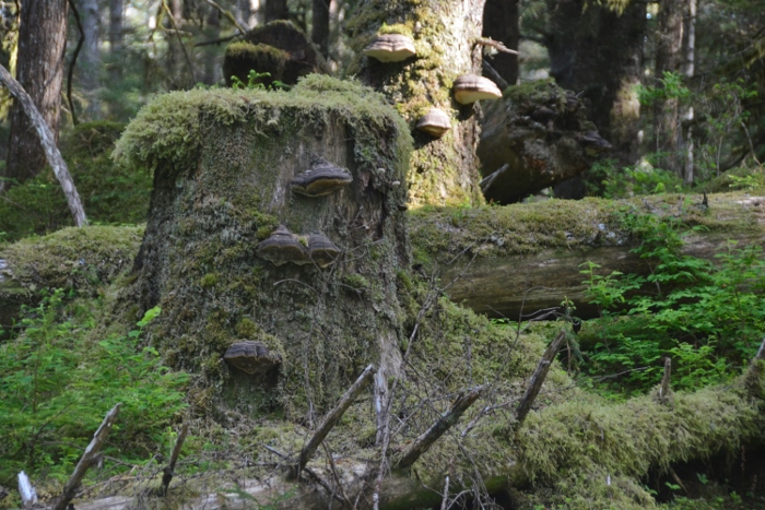 Forest Trail 